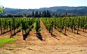 039_Ledson-Winery_2729